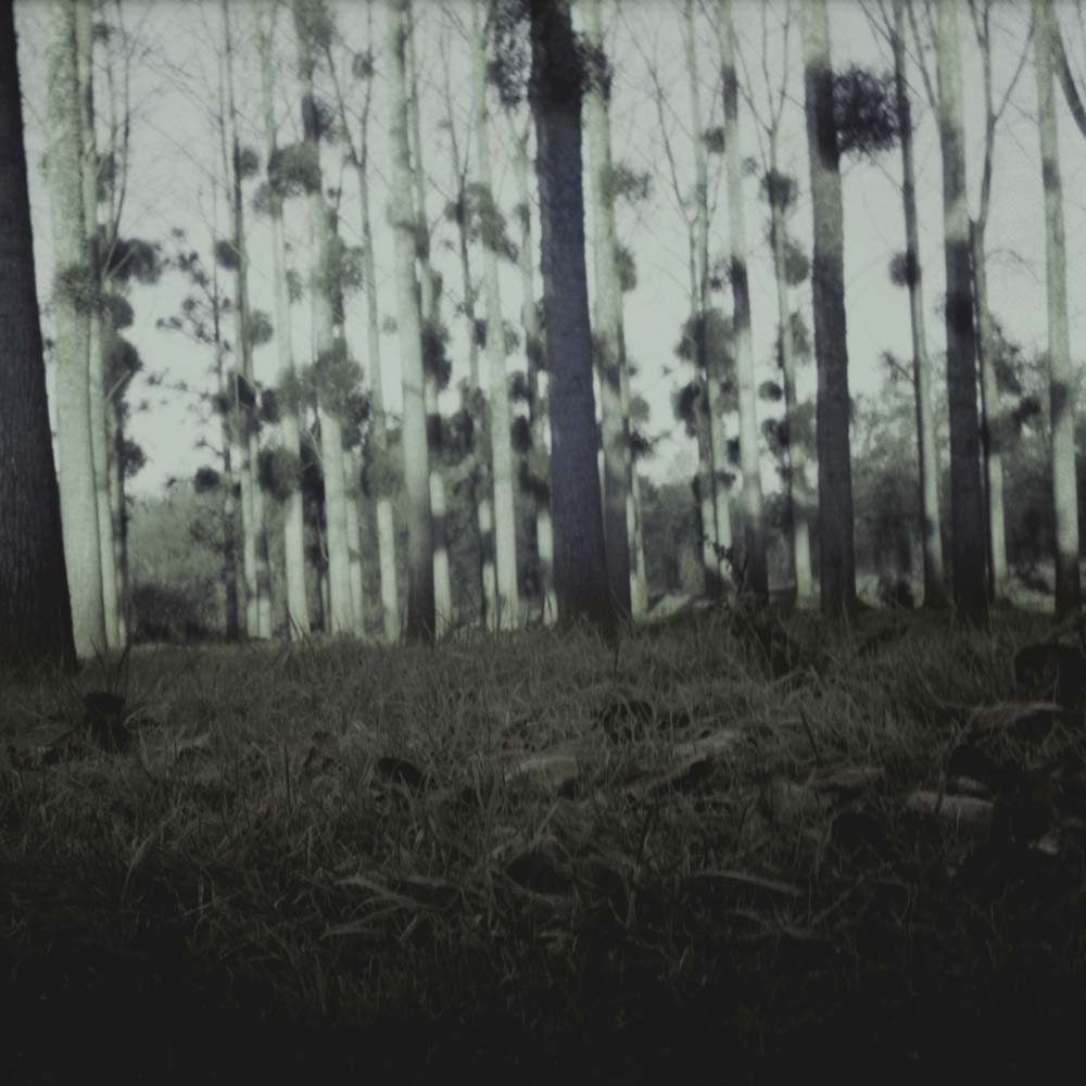 La Forêt bleue, 2005
